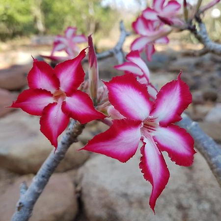 Bona Intaba Game Lodge هويدزبروت المظهر الخارجي الصورة