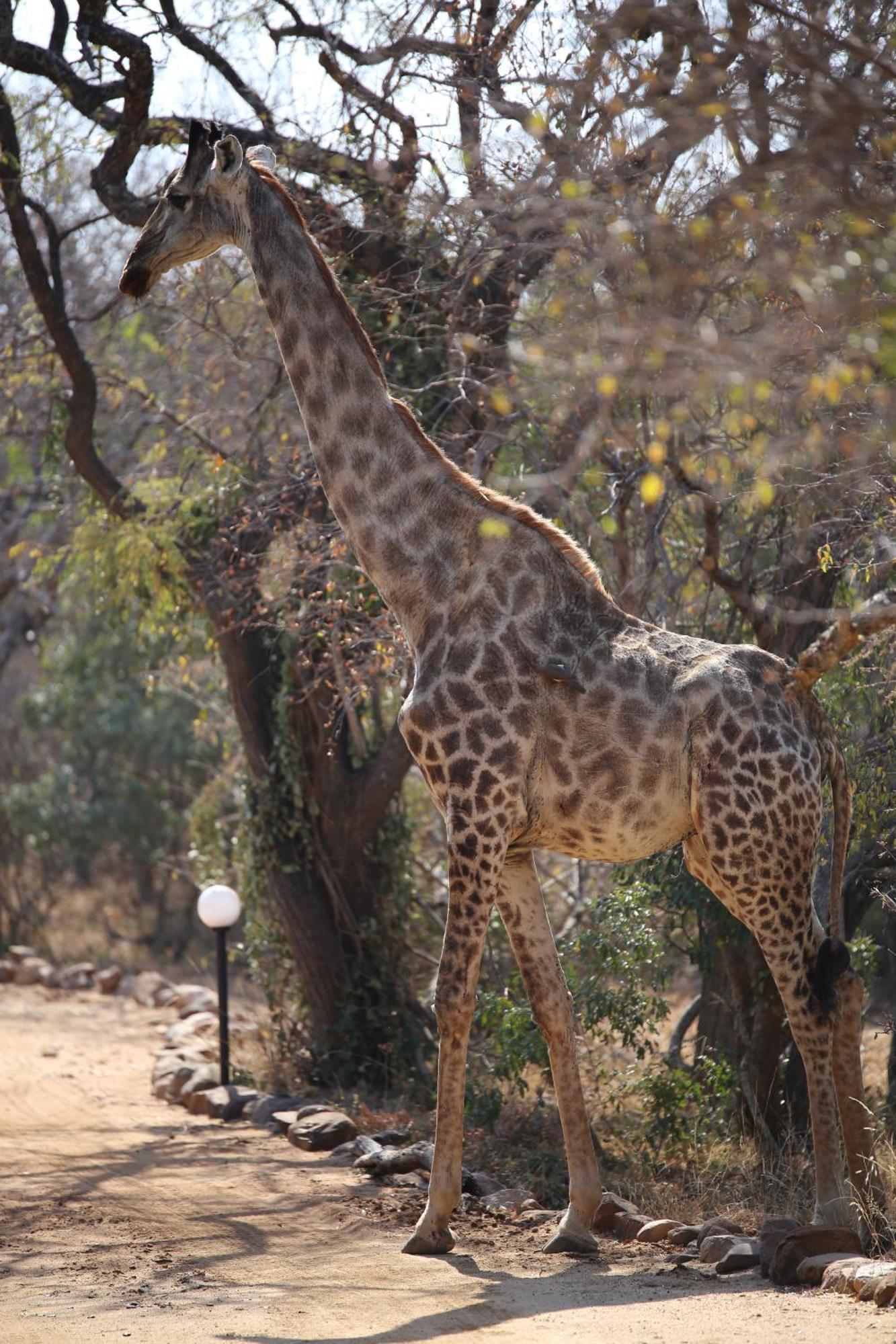 Bona Intaba Game Lodge هويدزبروت المظهر الخارجي الصورة