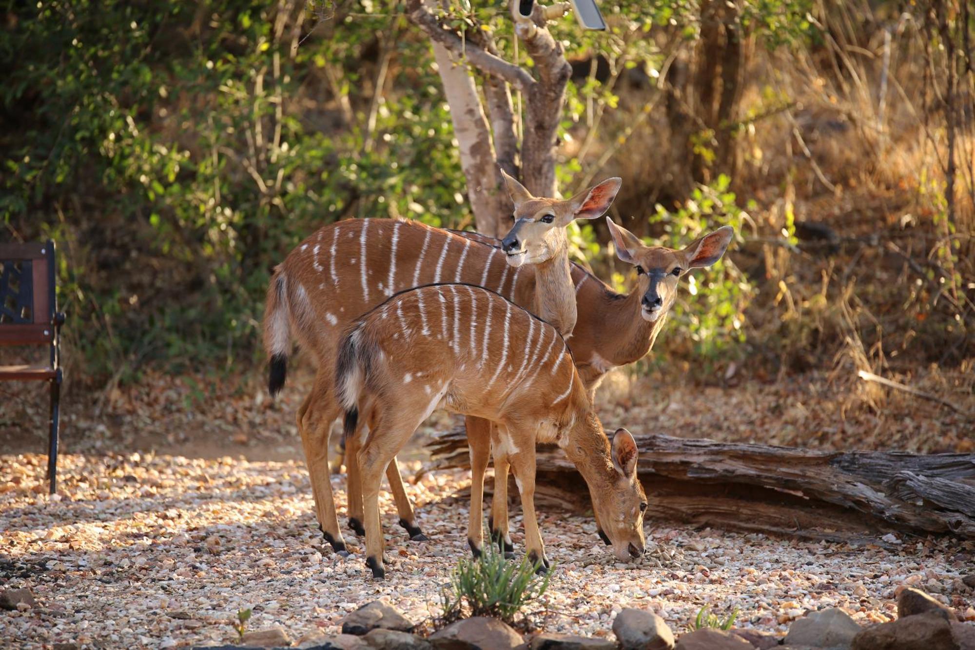 Bona Intaba Game Lodge هويدزبروت المظهر الخارجي الصورة