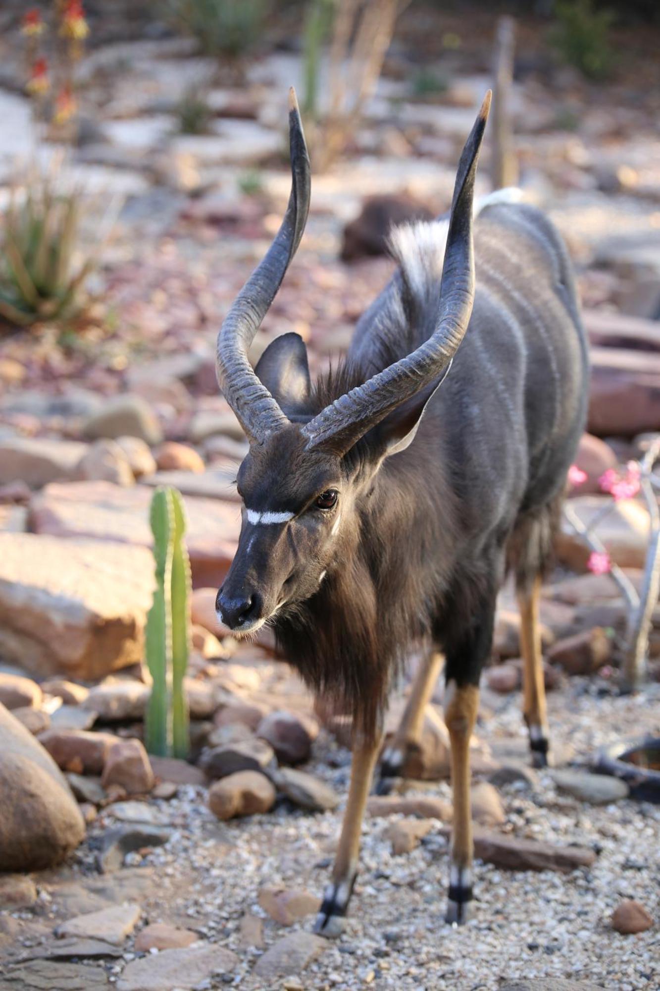 Bona Intaba Game Lodge هويدزبروت المظهر الخارجي الصورة