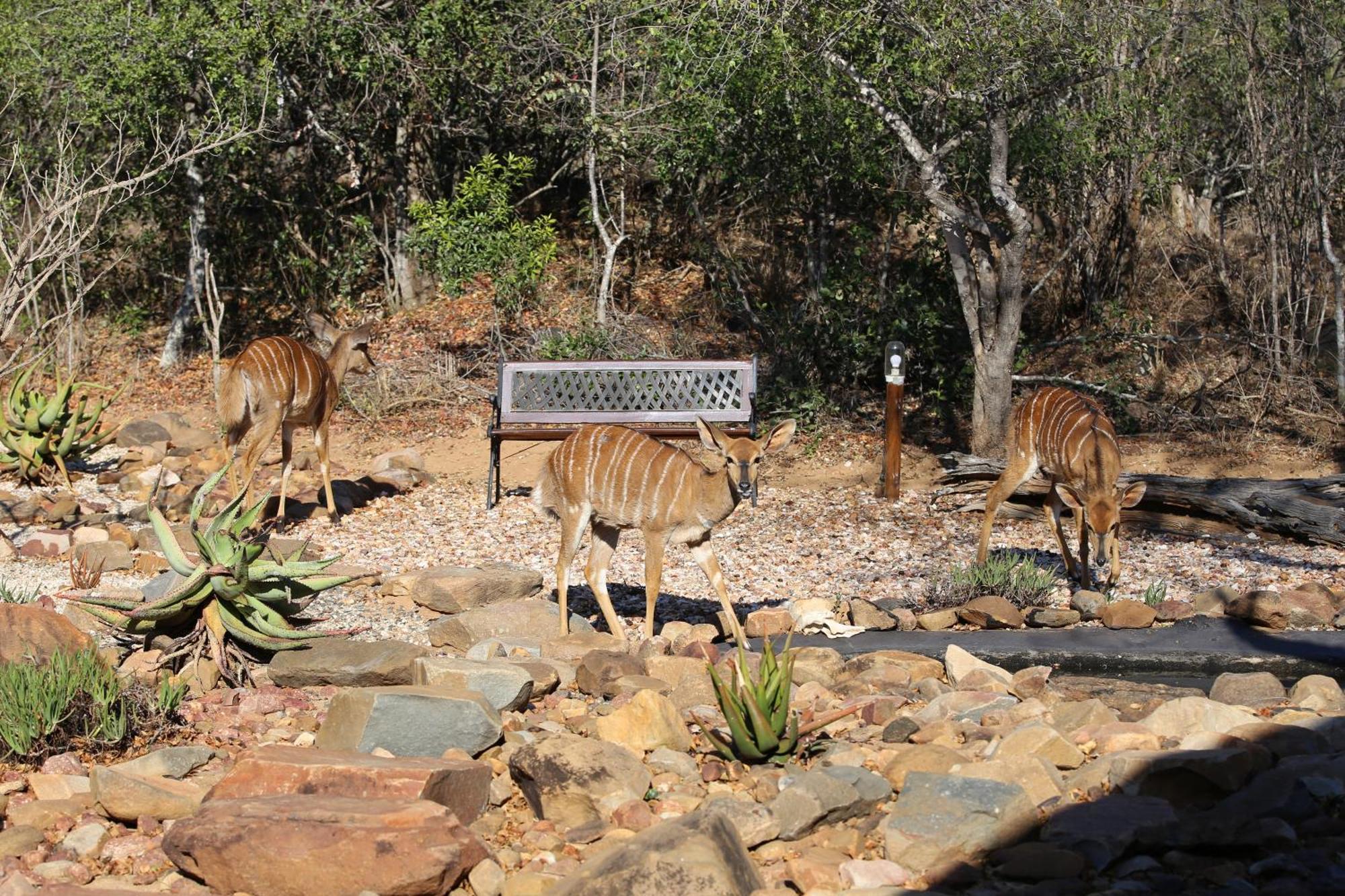 Bona Intaba Game Lodge هويدزبروت المظهر الخارجي الصورة